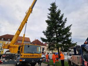 Na Husově náměstí už stojí vánoční strom, v dalších dnech bude ozdoben